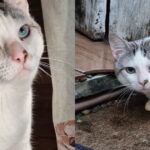 Família está a procura do gatinho Felix que desapareceu no bairro Arvoredo