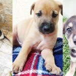 Sábado acontece mais uma feira de adoção de cães no Mundo Pet