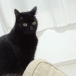 Ajude a encontrar a gatinha Melissa que sumiu no bairro Boqueirão