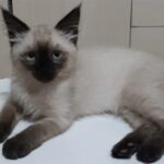 Onde está Pandora Dona de gatinha desaparecida pede ajuda para encontra-la