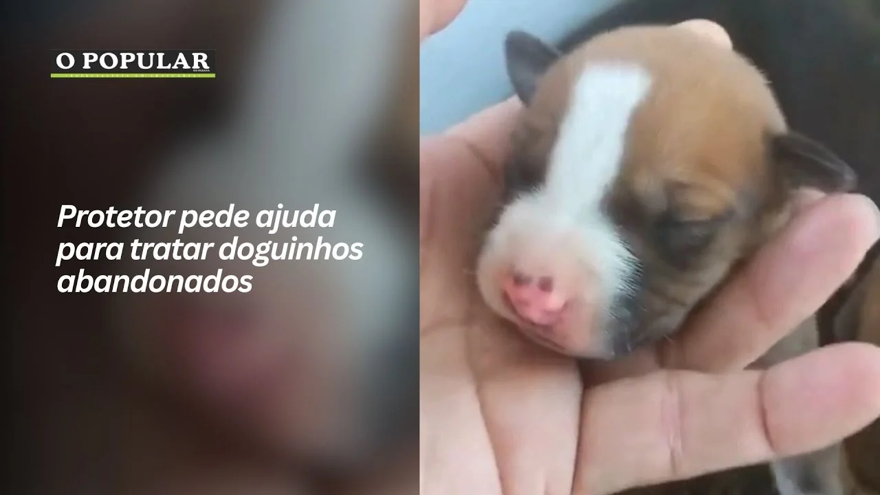 Protetor pede ajuda para tratar doguinhos abandonados