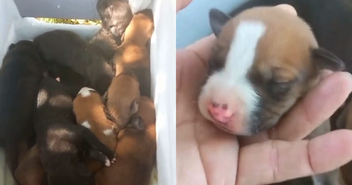 protetor-de-animais-ajuda