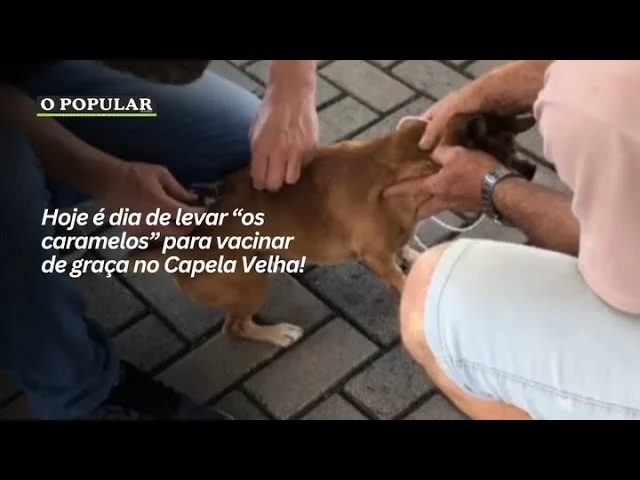 Hoje é dia de levar “os caramelos” para vacinar de graça no Capela Velha!