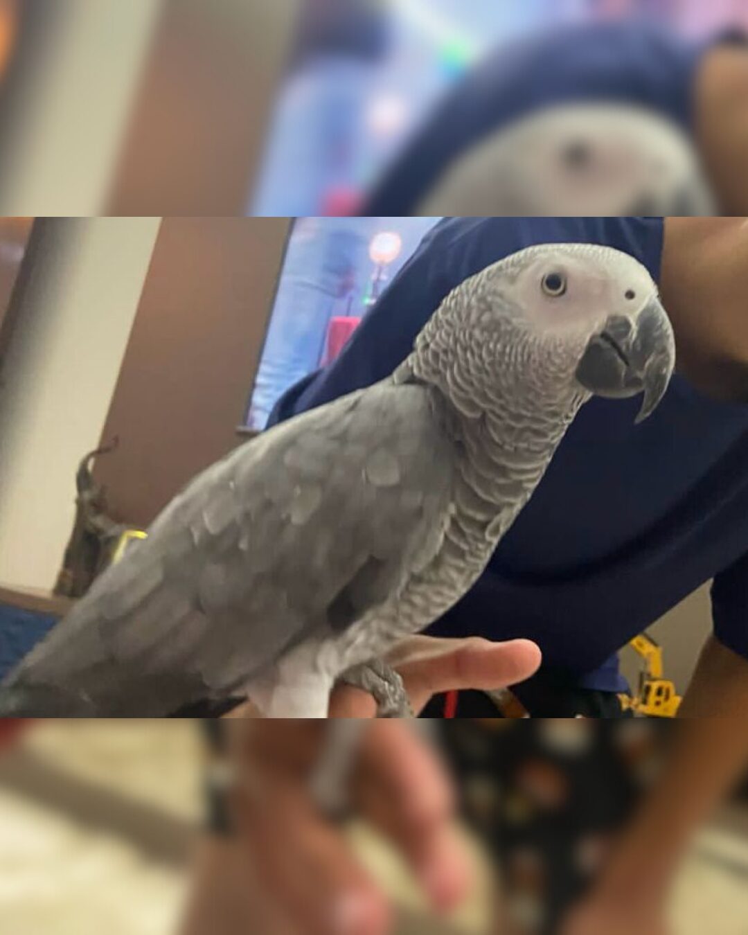 Família está a procura de papagaio que fugiu no bairro Iguaçu