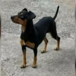 Pinscher sumiu próximo ao mercado Roça Grande e família está a sua procura