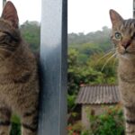 Procura-se Nyx! O gatinho sumiu no bairro Porto das Laranjeiras