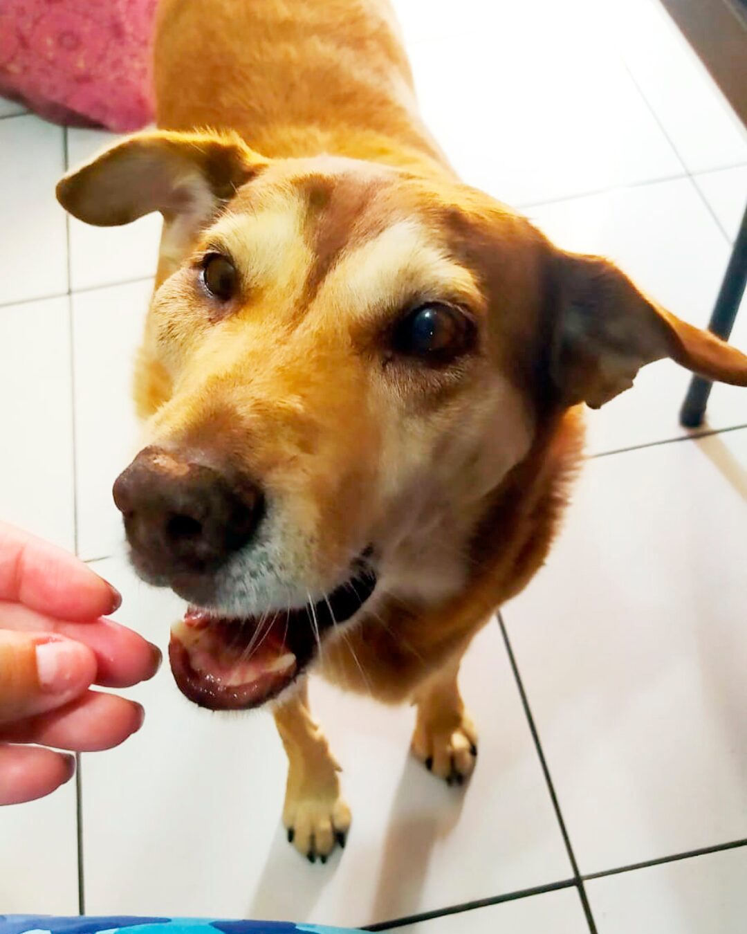Protetora cria vakinha virtual para custear tratamento do Tonho, o “cão vigia” da Sanepar