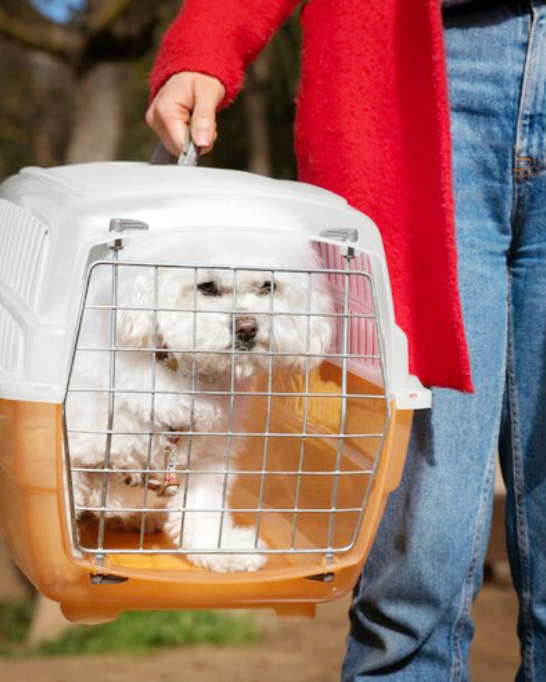 Você sabe que cuidados devemos ter quando levamos nossos pets nas viagens?
