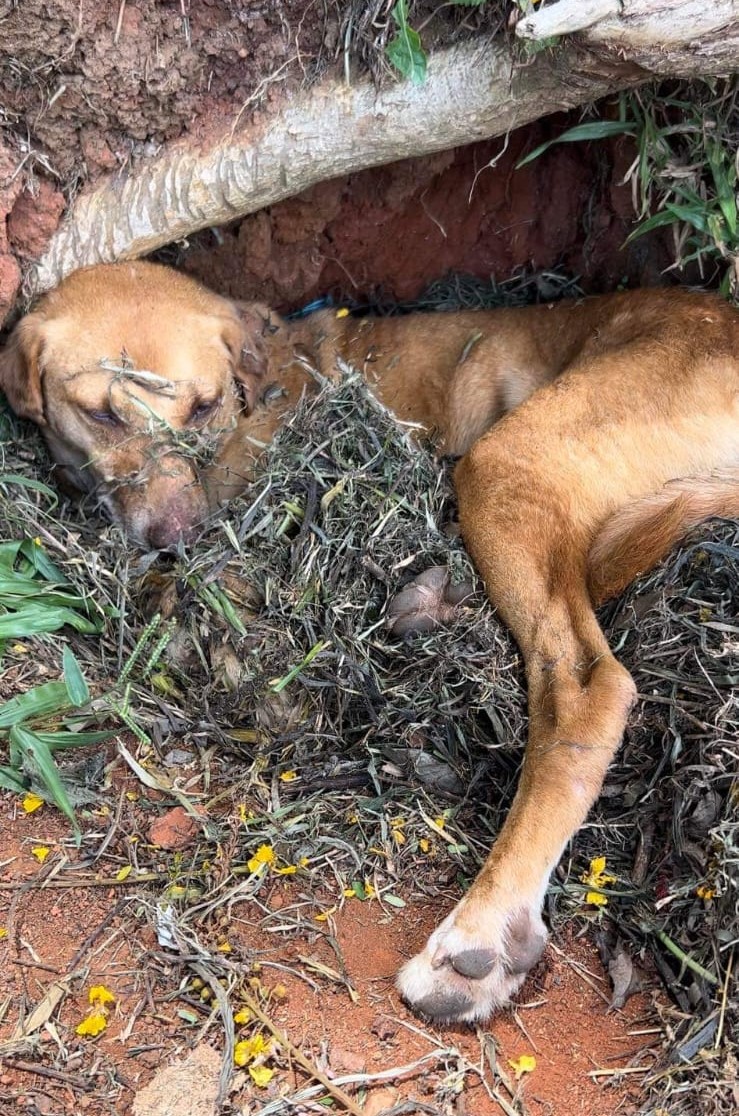 Após quebrar a patinha, cãozinho “Bolsonaro” procura família para adotá-lo