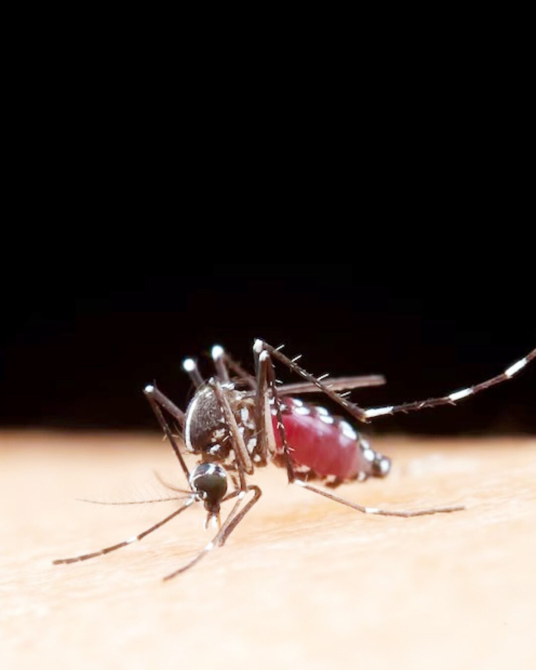 Araucária tem 129 casos confirmados de dengue; dois contraídos no próprio Município