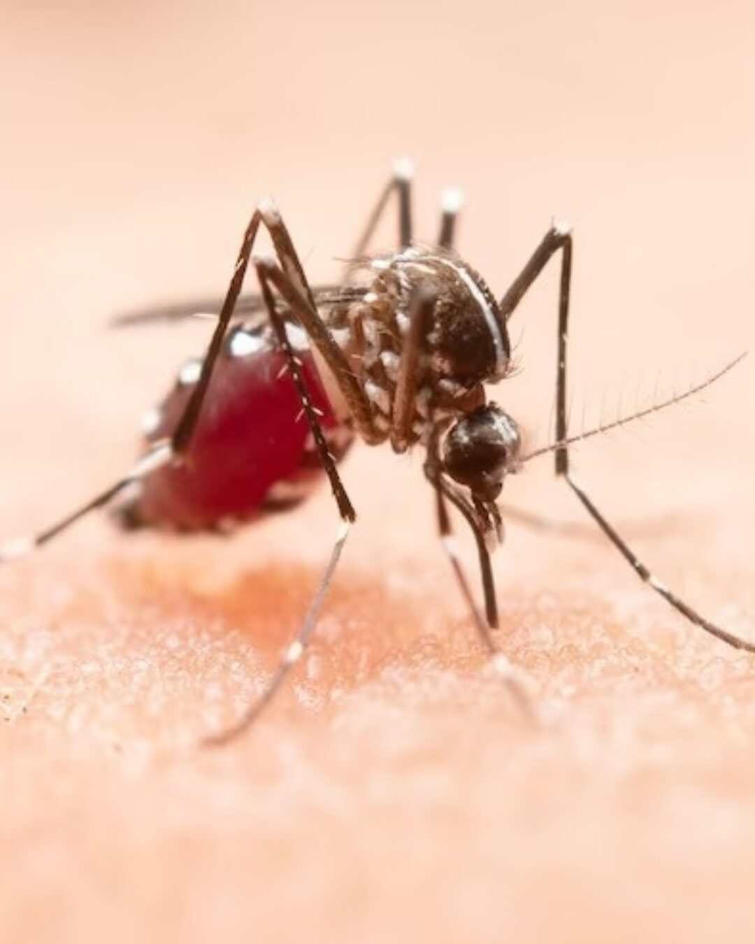 Em uma semana, Araucária apresentou 28 novos casos de dengue