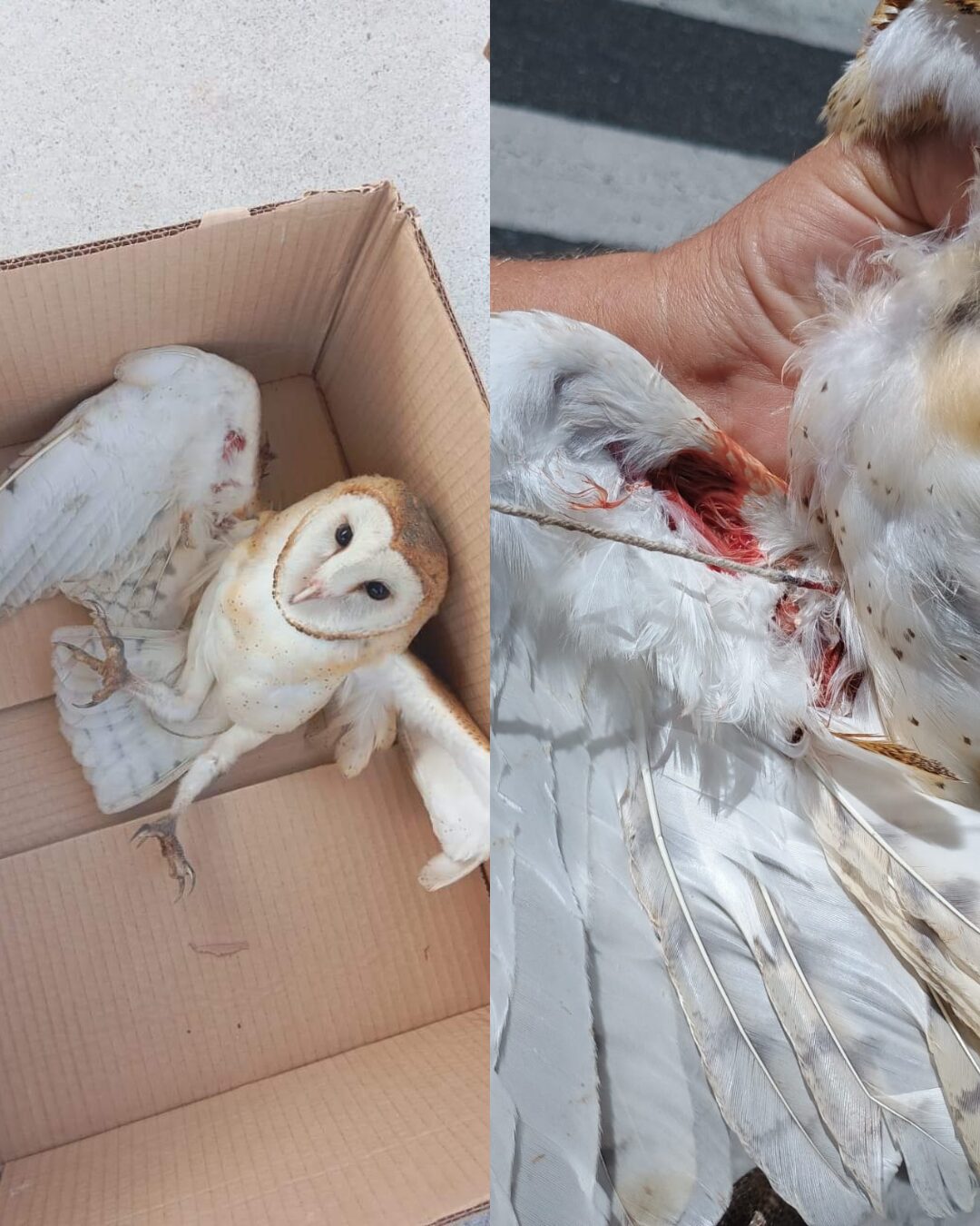 Maus tratos: Protetoras resgatam coruja ferida que era mantida em cativeiro, mas ave não resistiu e morreu