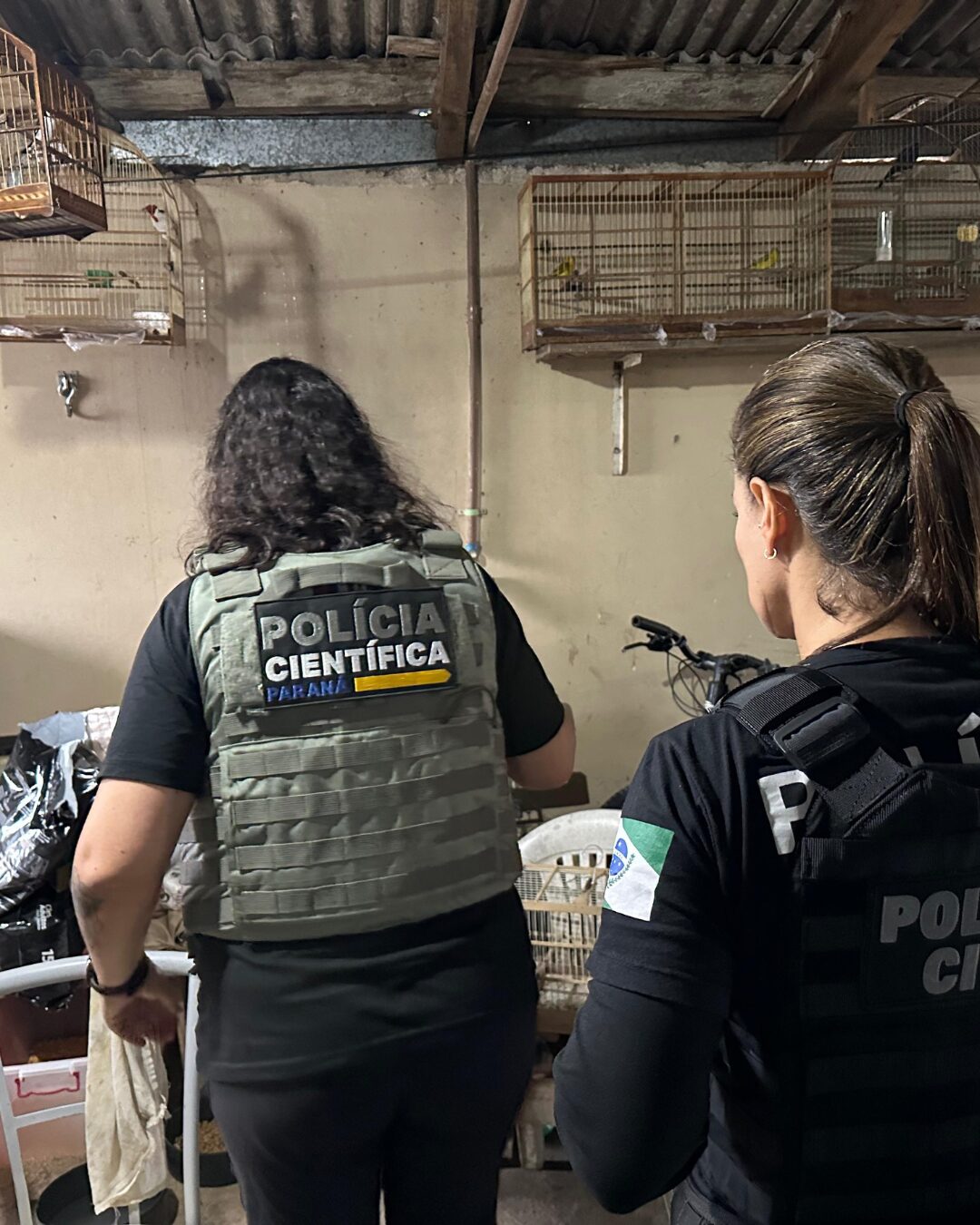 Polícia Civil do Paraná realiza operação contra o tráfico de animais silvestres; um mandado foi cumprido em Araucária