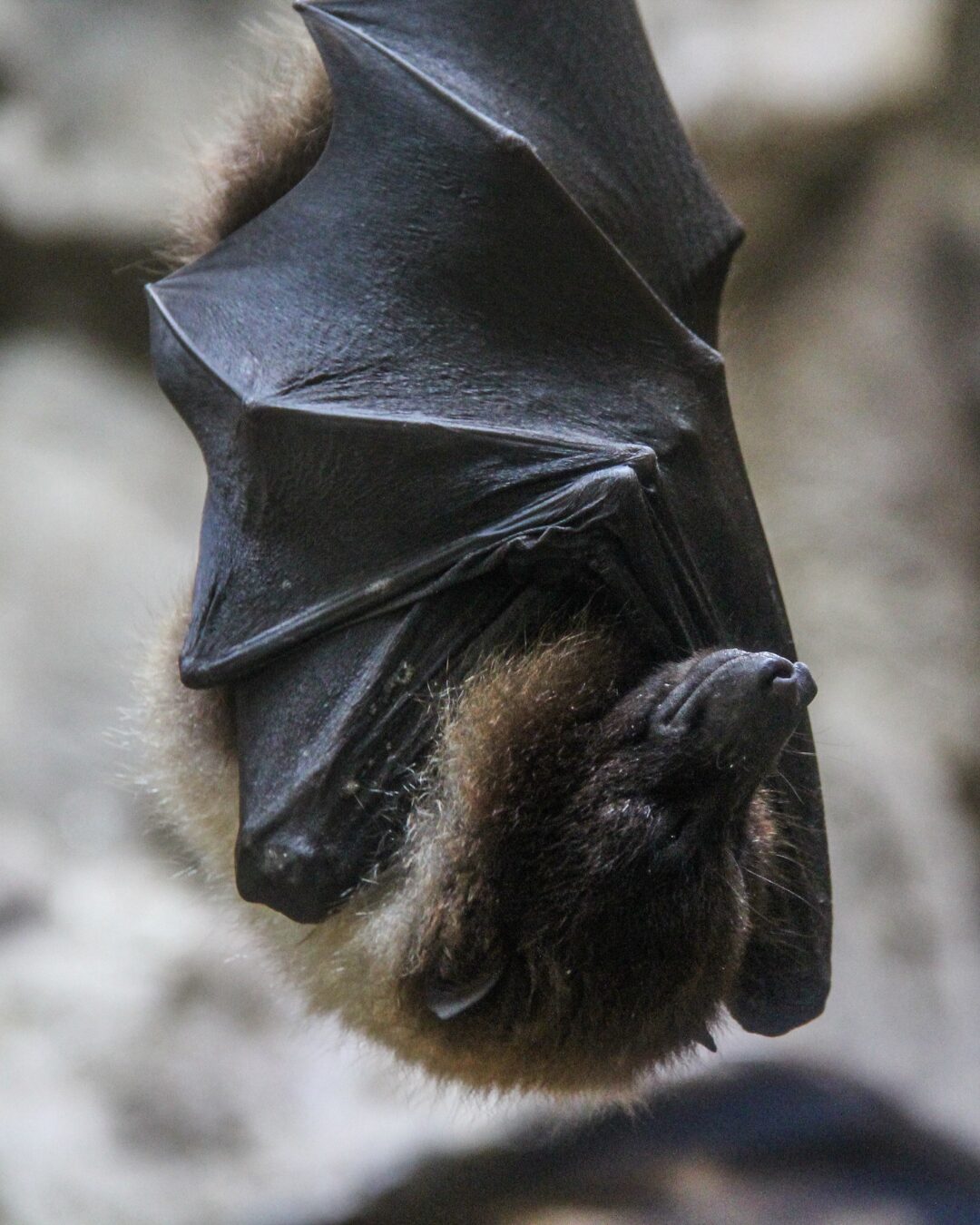 Surgimento de morcegos preocupa moradores e profissionais da saúde pelo risco de transmissão de doenças