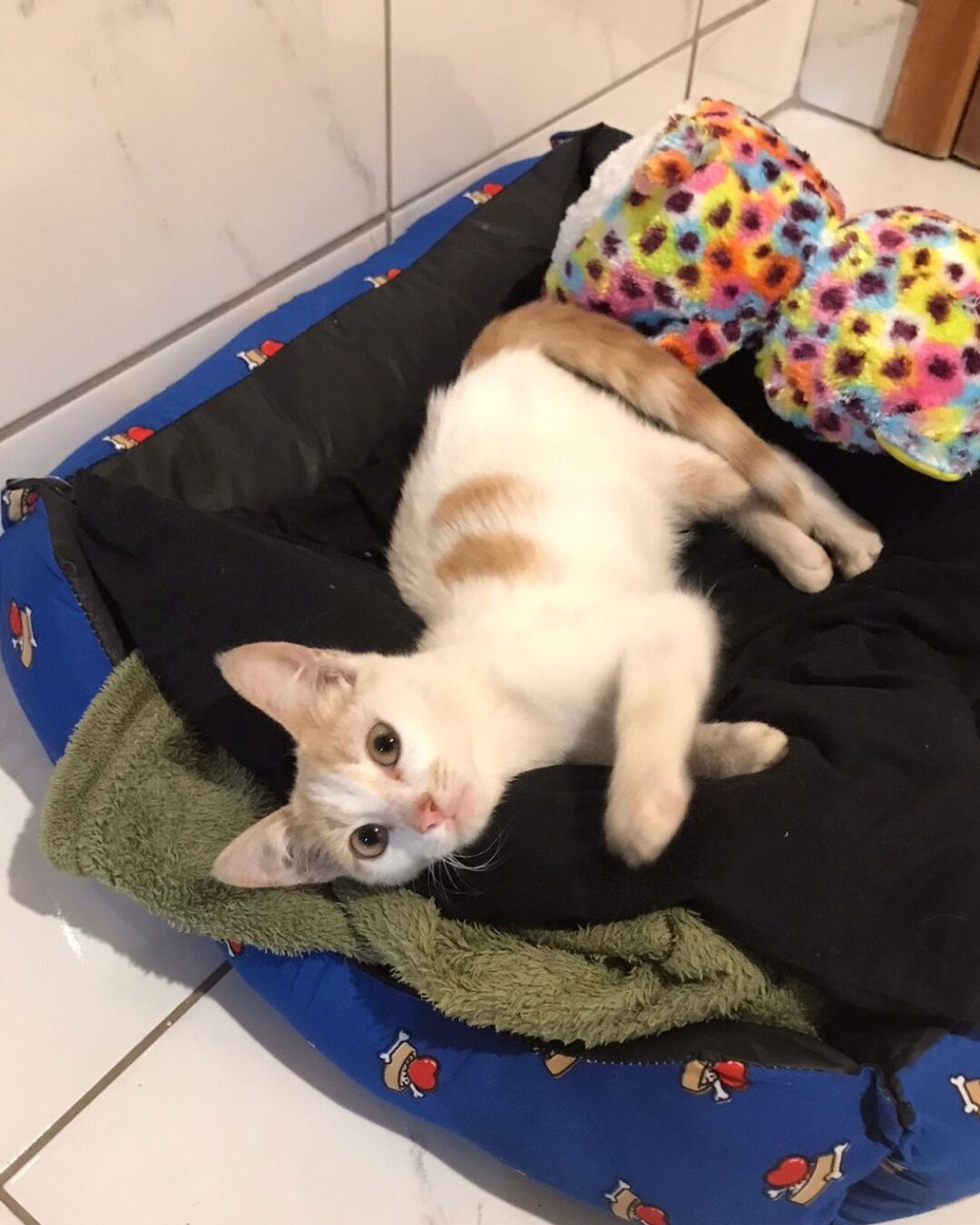 Morador do Estação está doando gatinho que resgatou no último sábado (23)