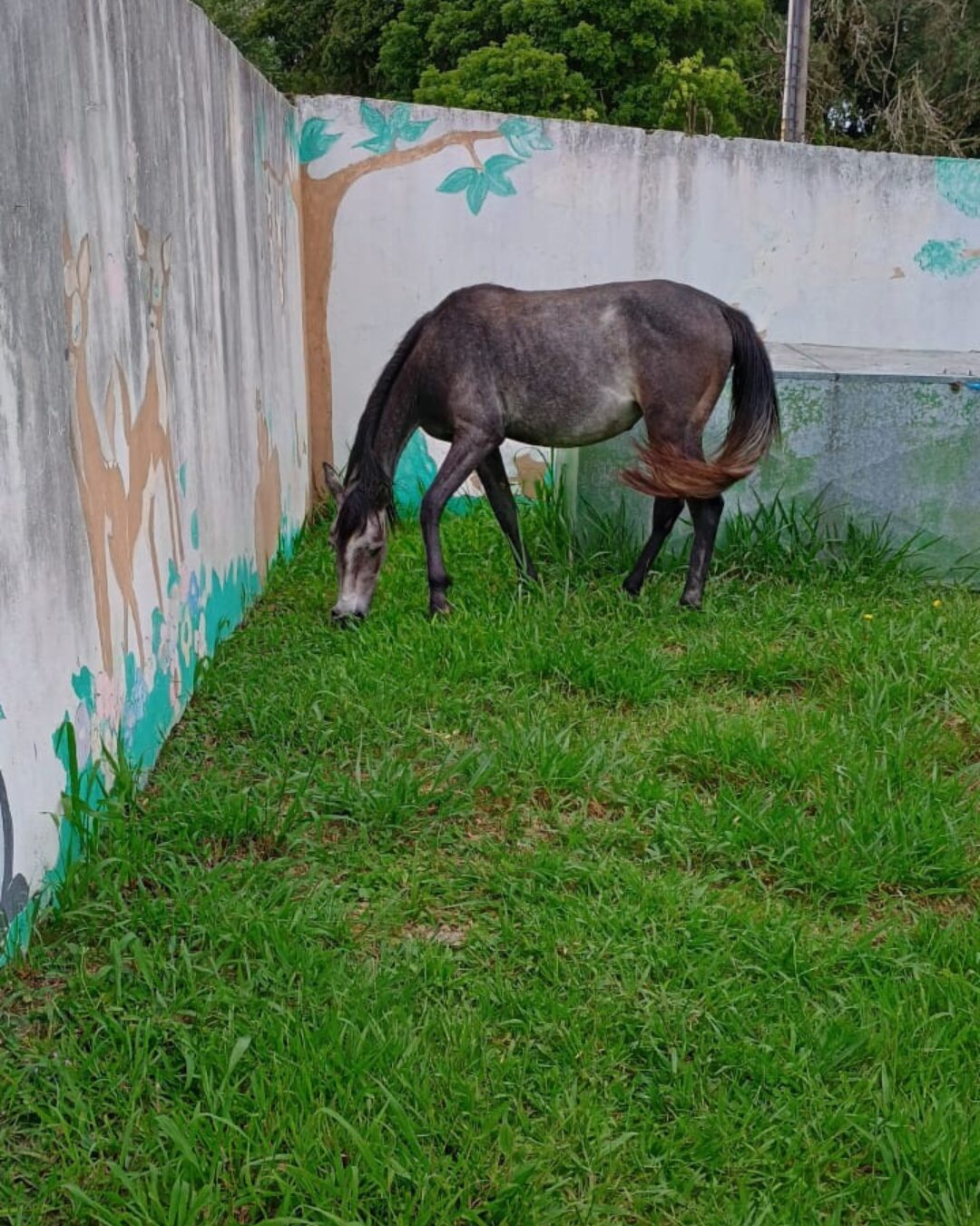 Proprietário está à procura de égua que desapareceu na região do Jardim Iguatemi