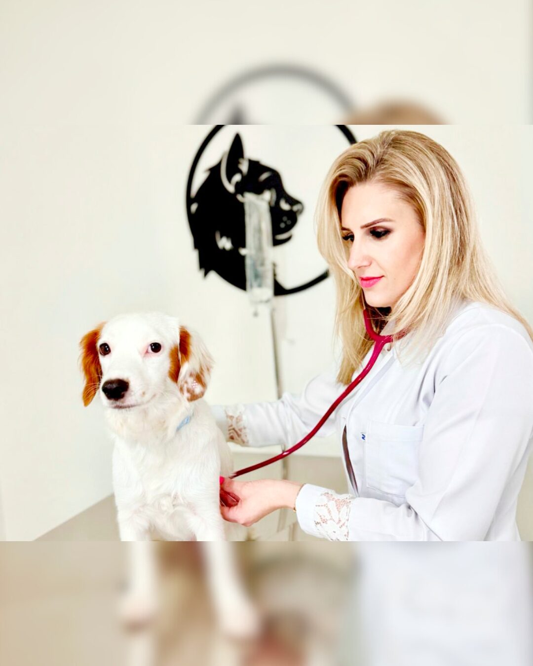 Tecnologia e Cuidado: A inovação da Clínica Veterinária Araupatas no bem-estar dos animais