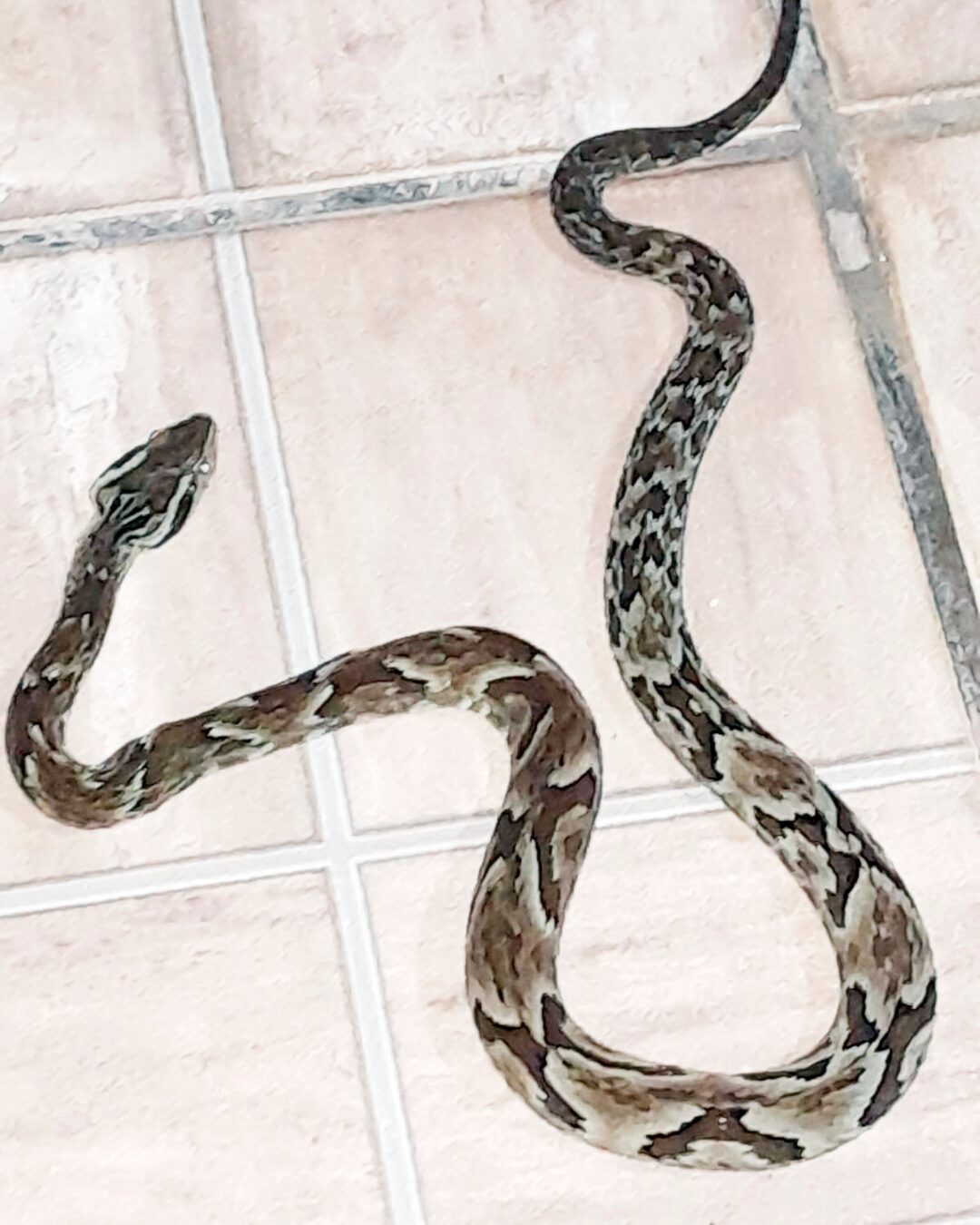 Moradores do Esperança reclamam de invasão de cobras em suas casas