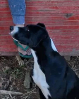 Imagem de destaque - Ajude a encontrar a cachorrinha que foi vista pela última vez próximo à Capela de Guajuvira