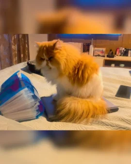 Imagem de destaque - Família pede ajuda para encontrar gatinha que sumiu próximo ao Detran
