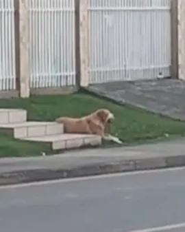 Imagem de destaque - Moradores do Costeira estão à procura de dono de labrador que está perdido próximo à Pizzaria Don Nato