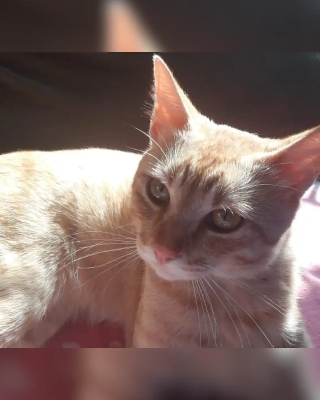 Imagem de destaque - Tutora pede ajuda para encontrar gatinho Fine que sumiu na Praça da Bíblia