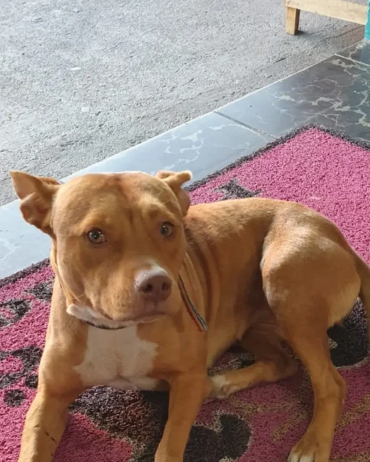 Imagem de destaque - Dona de pet shop está a procura de tutor de cachorrinha que apareceu em frente ao estabelecimento