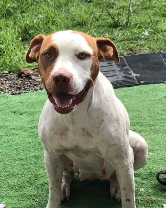 Imagem de destaque - Pitbull resgatada por moradora do Iguaçu está para adoção