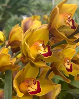 A orquídea é uma planta que agrada a todos, principalmente as mamães