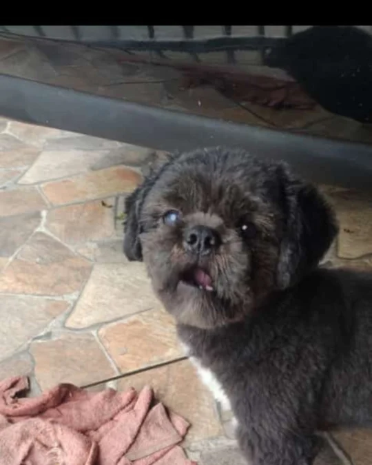 Imagem de destaque - Dona de cachorrinho que sumiu no sábado (25) pede ajuda para encontrá-lo