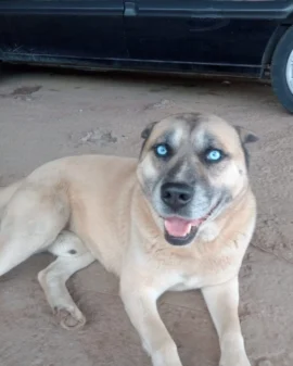 Imagem de destaque - Ajude a achar o Jack! Cachorrinho sumiu próximo a Auto Peças Araucária