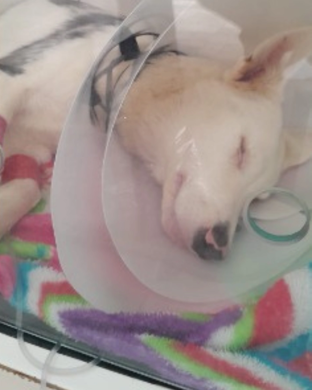 Imagem de destaque - Moradora do Thomaz Coelho está realizando duas rifas para pagar tratamento de cachorrinho deficiente que foi atropelado