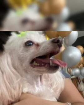 Imagem de destaque - Tutora está a procura de dois cachorrinhos poodles que sumiram no Capela Velha