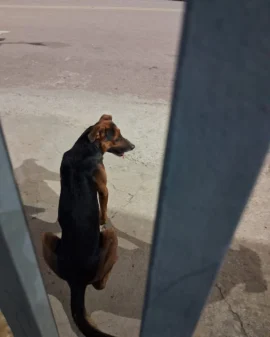Imagem de destaque - Cachorrinhos abandonados em frente ao Colégio do Campo Joana Gurski buscam donos