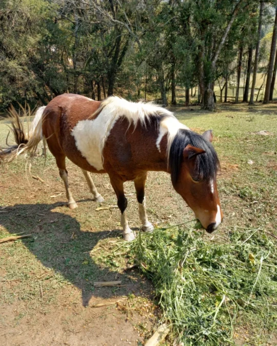 Imagem de destaque - Família está a procura de égua que fugiu na área rural de Taquarova