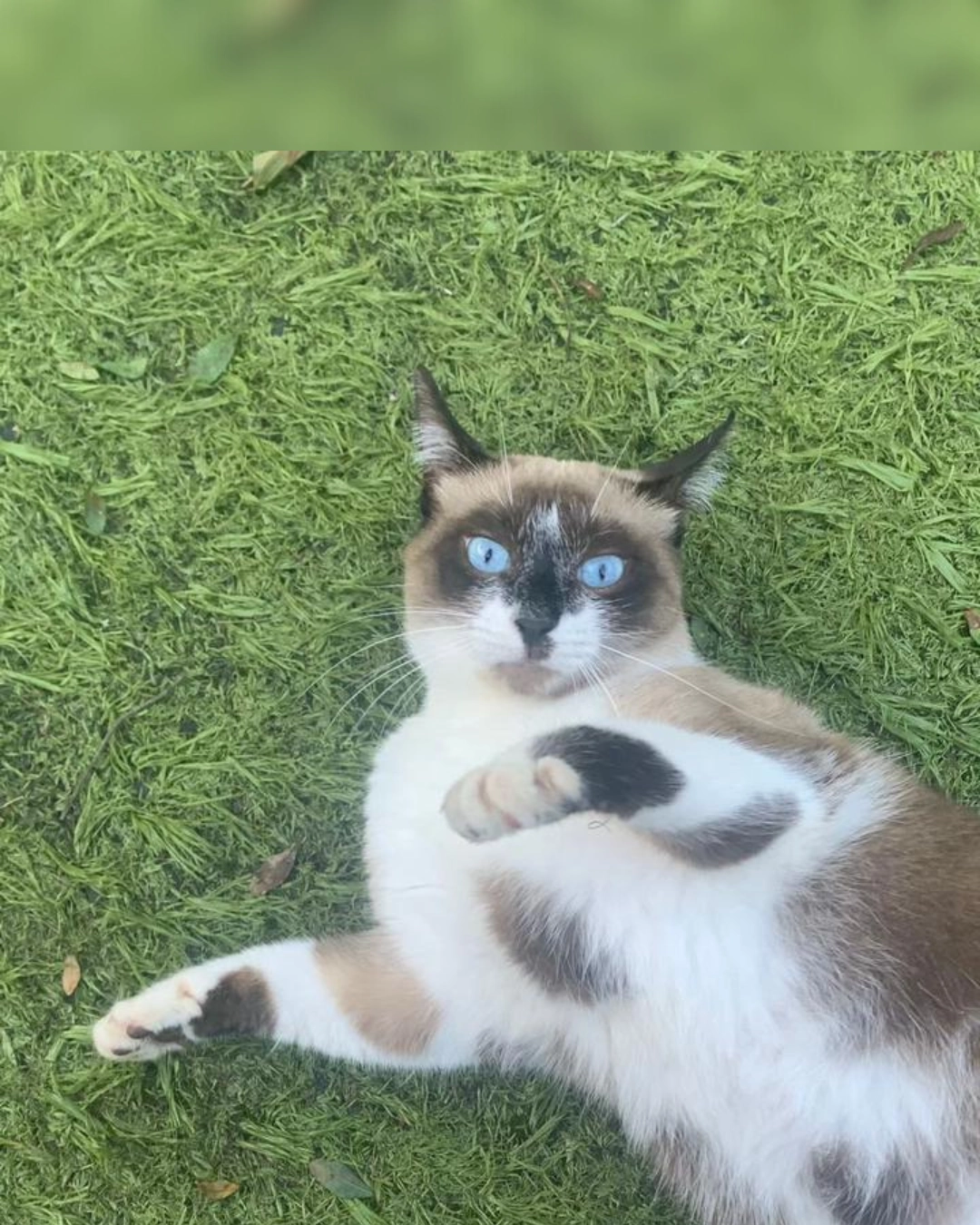 Imagem de destaque - Família procura gatinho desaparecido no Vila Angélica