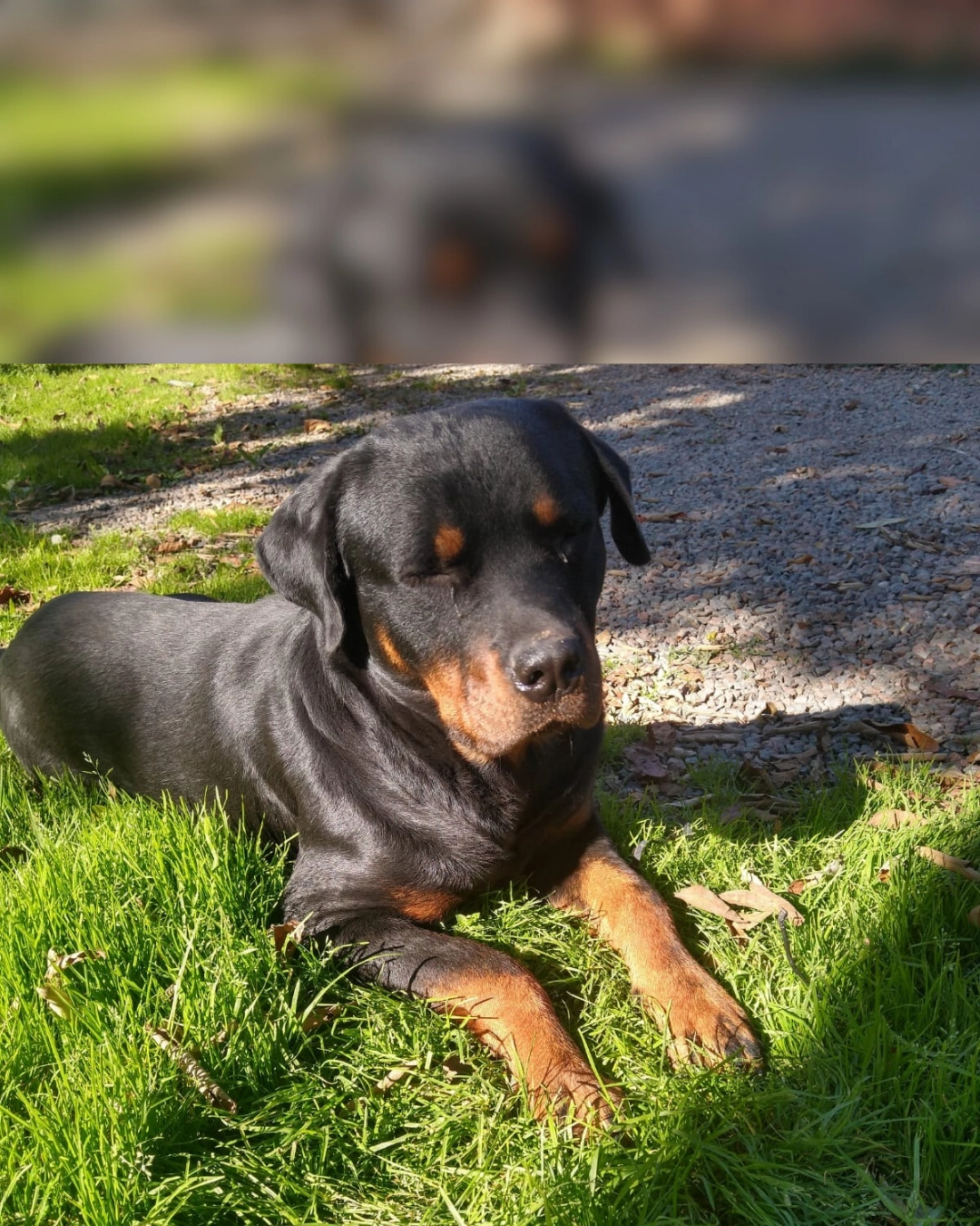 Imagem de destaque - Cachorro foge de casa na CIC e dono acredita que ele possa estar em Araucária