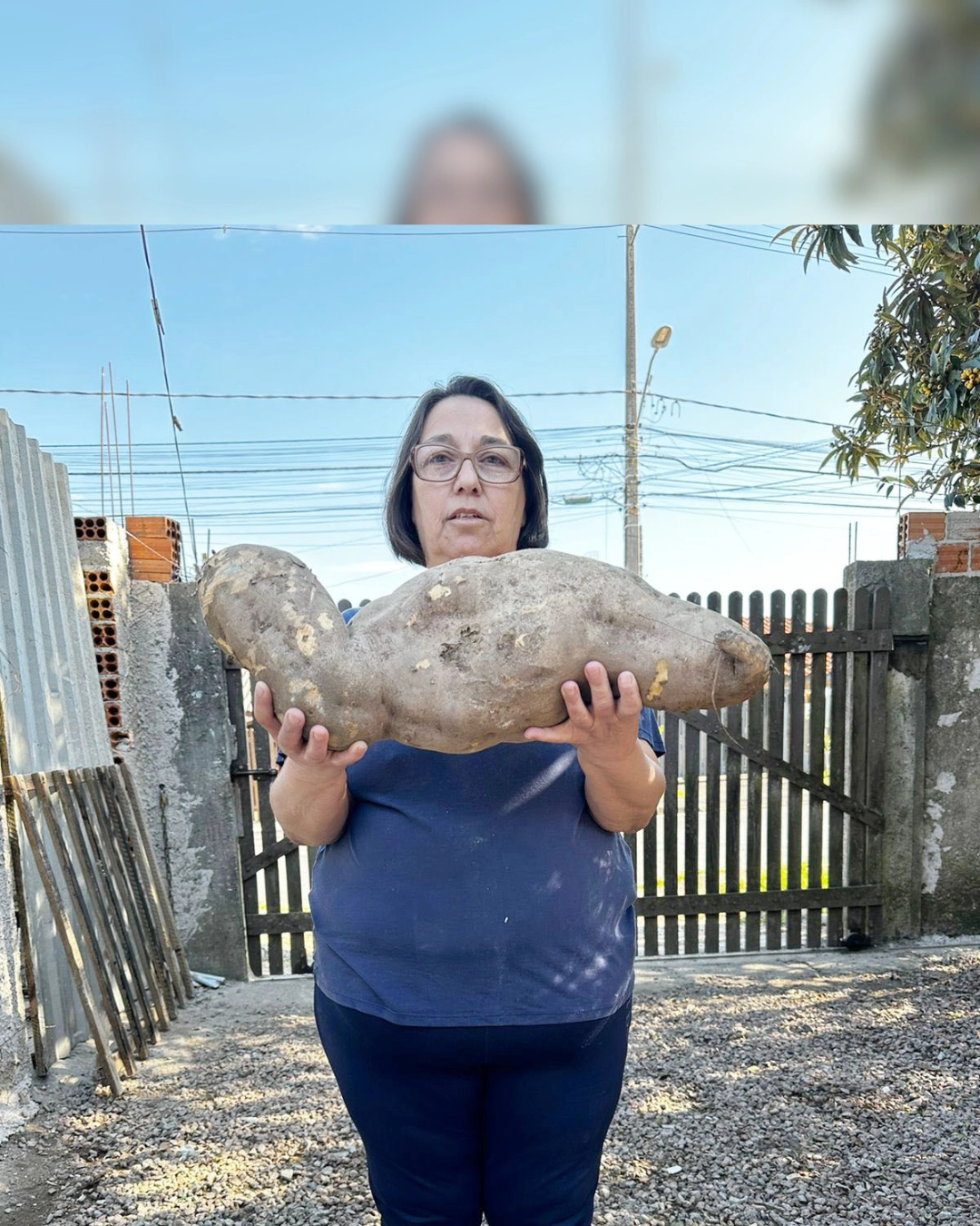 Moradora do Costeira colhe batatas-doces gigantes que viraram sensações na comunidade