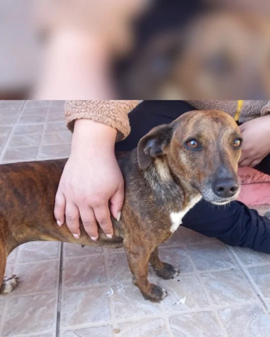 Imagem de destaque - Moradora está doando cachorrinha que encontrou próximo ao Caixa Econômica do CSU