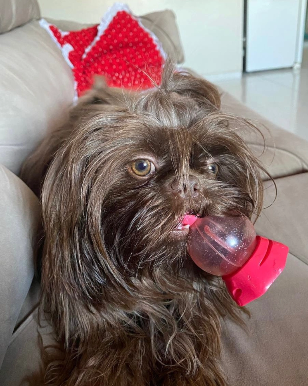 Imagem de destaque - Tutora está a procura de cachorrinha Meg que sumiu no bairro Iguaçu