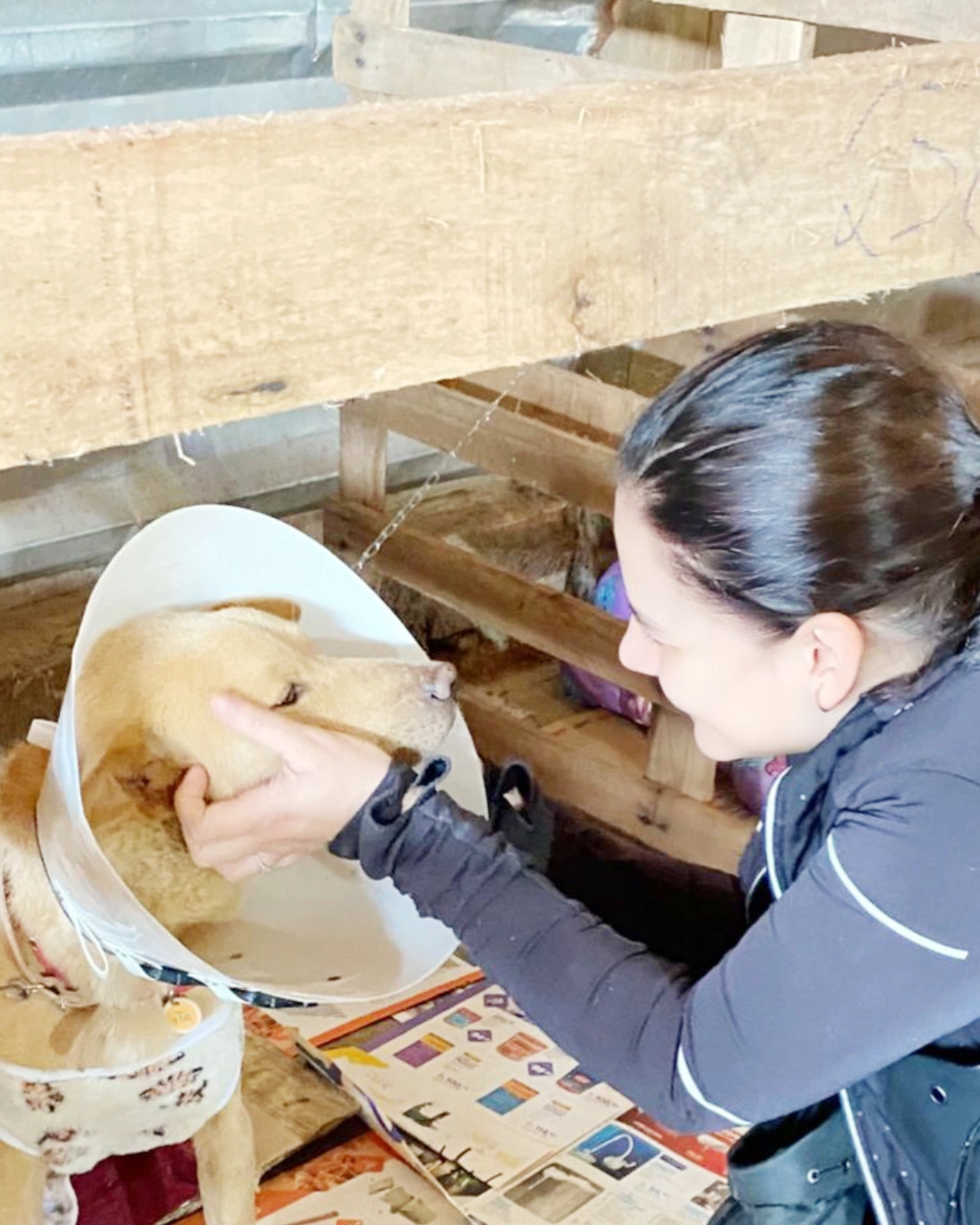Imagem de destaque - Dentista de Araucária cria vakinha virtual para confeccionar camas impermeáveis para cães do RS