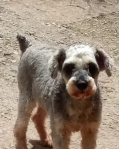 Família pede ajuda para encontrar cachorrinho Pingo que sumiu no bairro Passaúna