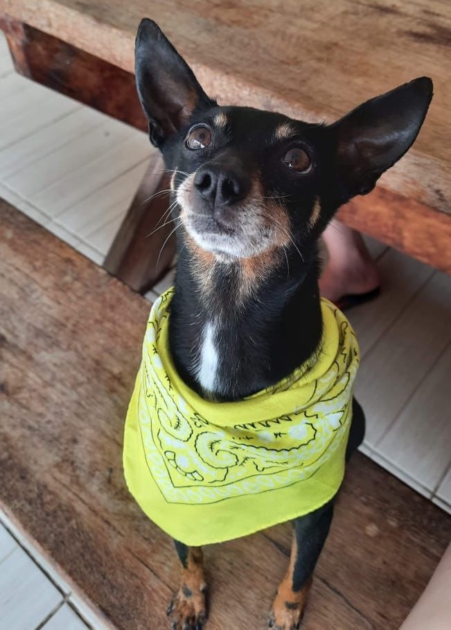 Ajude a encontrar o pinscher Scooby! O cãozinho desapareceu no Fazenda Velha