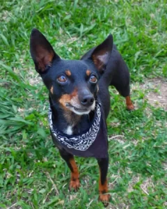 Ajude a encontrar o pinscher Scooby! O cãozinho desapareceu no Fazenda Velha