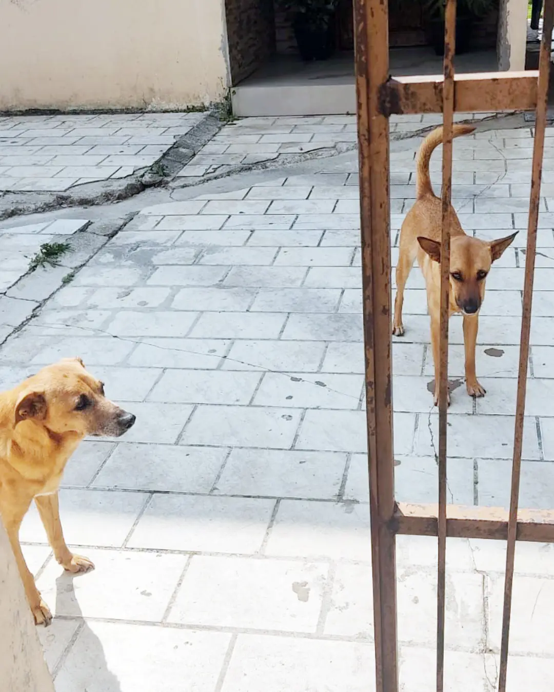 Donos de animais de grande porte devem mantê-los longe do estresse para evitar fugas