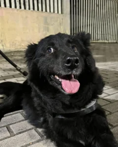 Moradora está a procura do tutor da cachorrinha encontrada na Praça do Tindiquera