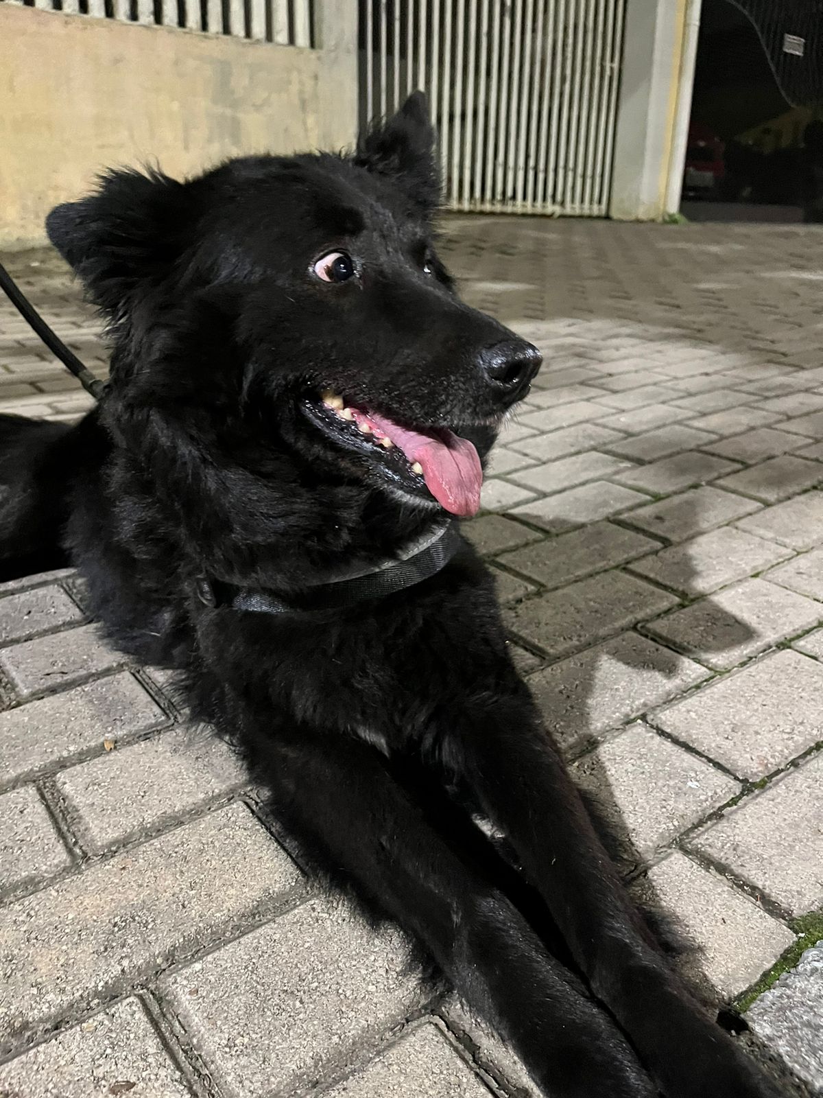 Moradora está a procura do tutor da cachorrinha encontrada na Praça do Tindiquera