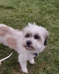 Ajude a encontrar o cachorrinho Fofo que sumiu no bairro Iguaçu