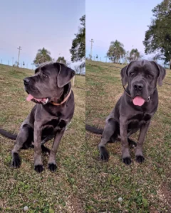 Ajude a encontrar a Amora! Ela sumiu na área rural de Taquarova