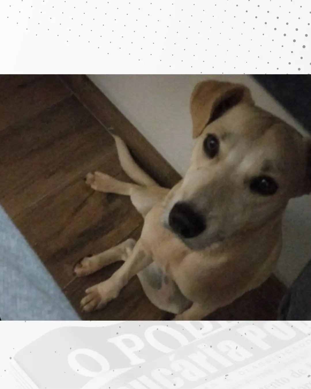 Ajude a encontrar a cachorrinha Bela que sumiu no Jardim Independência